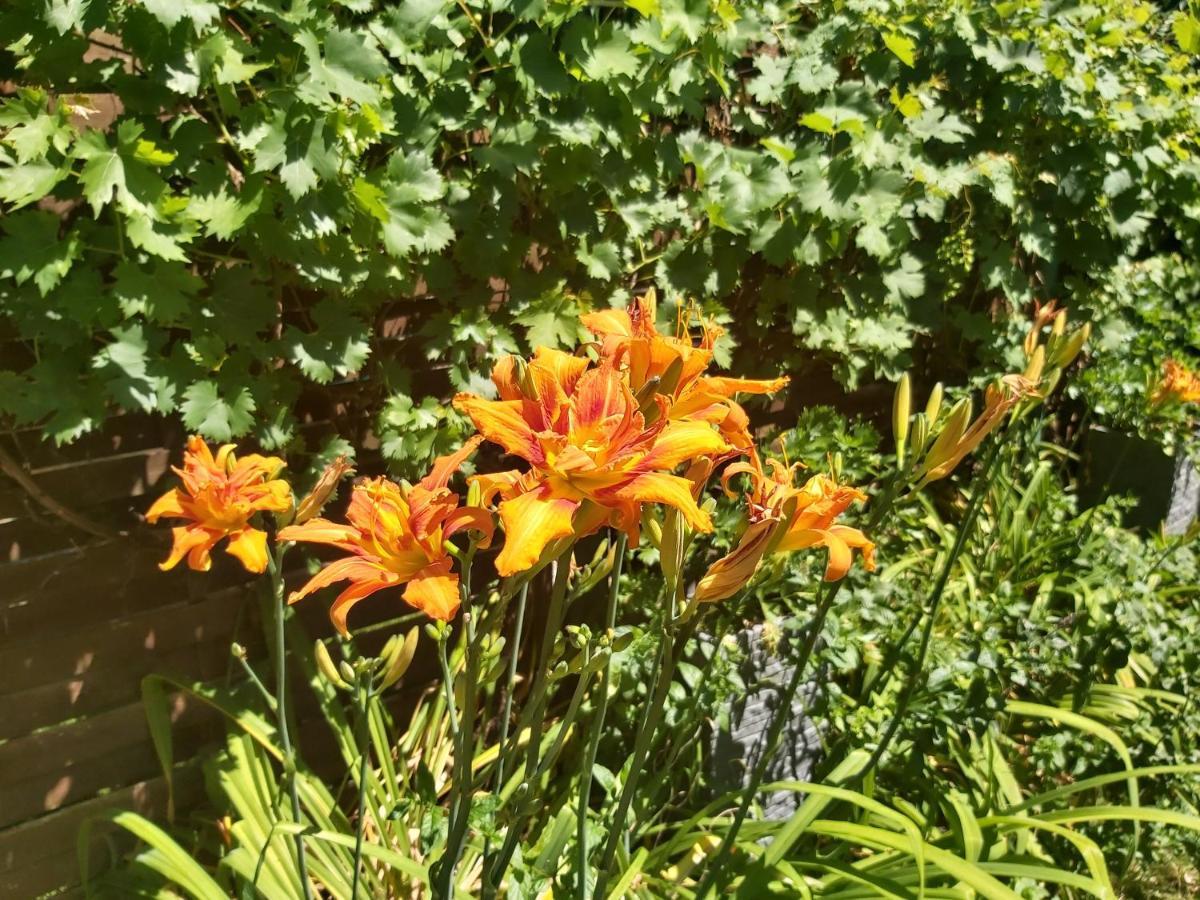 Garden Budha Relax Apartman, Parking, Bbq, Terrace Σίοφοκ Εξωτερικό φωτογραφία